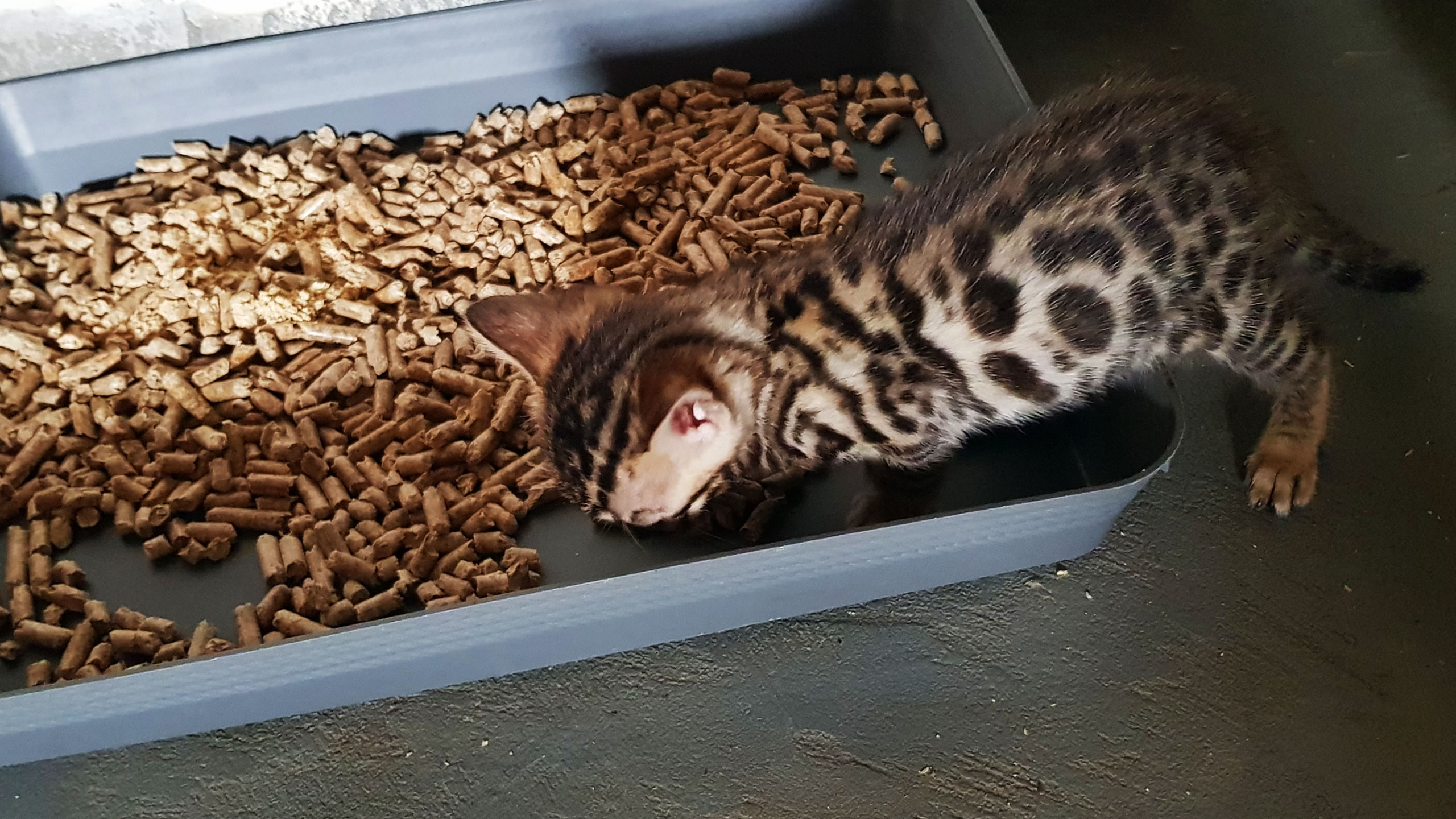 cats