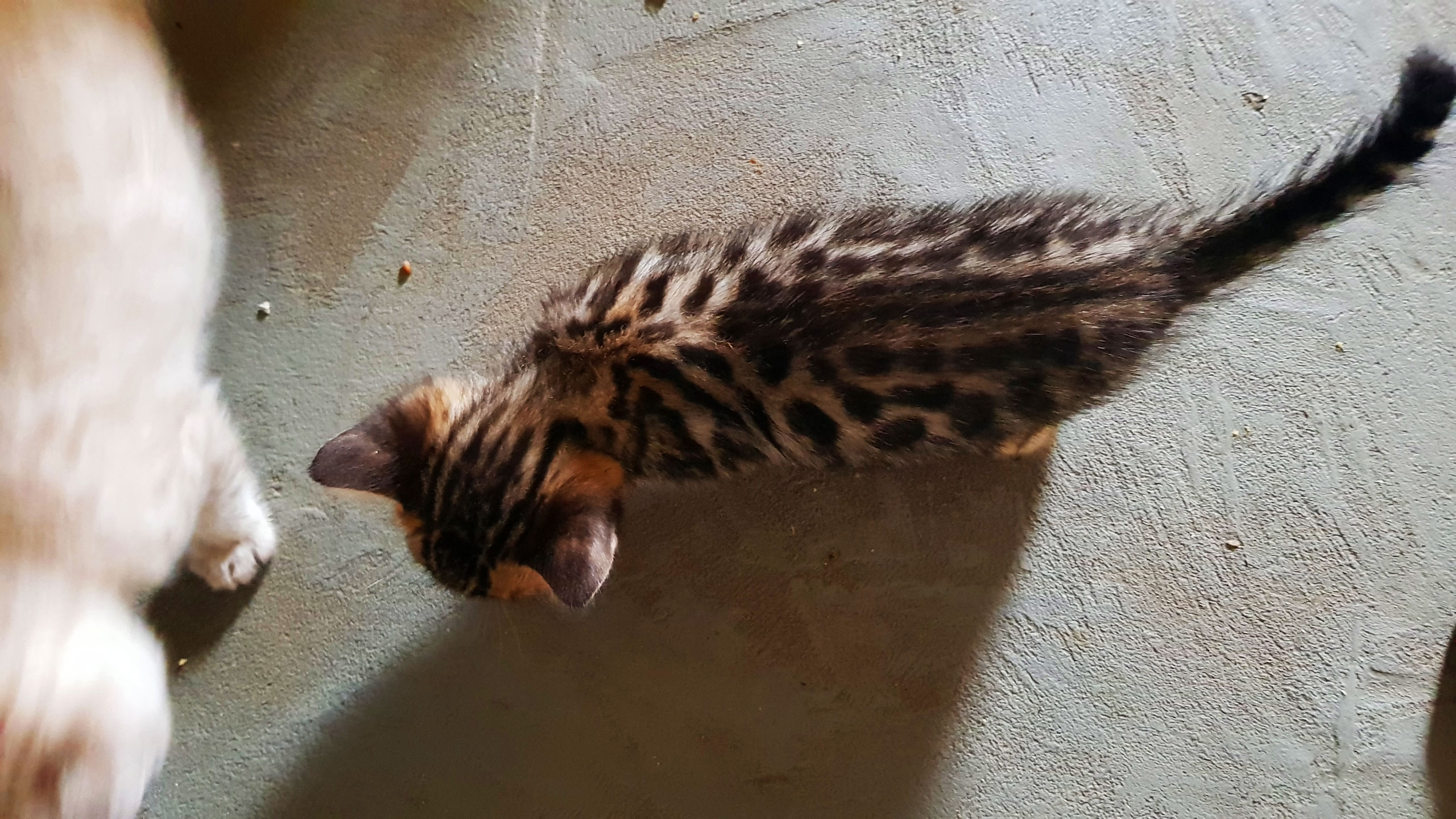 cats