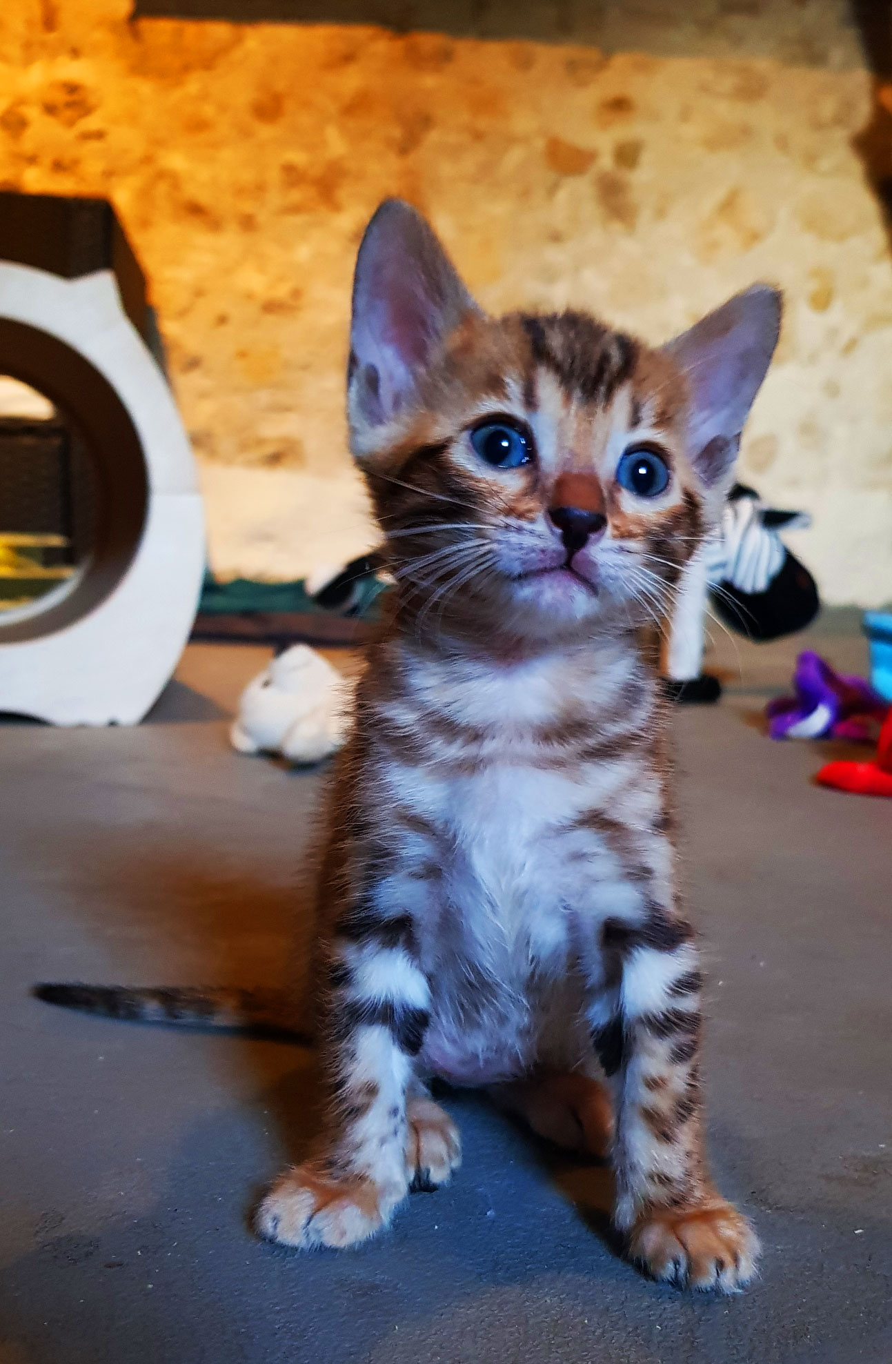 bengal