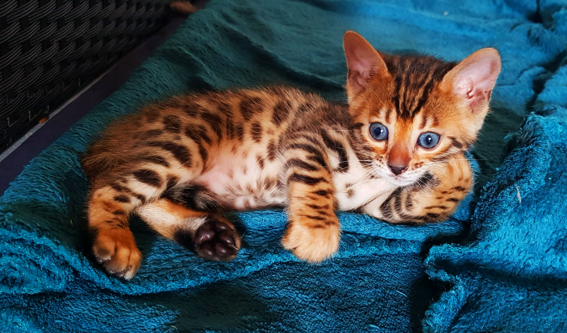 bengal