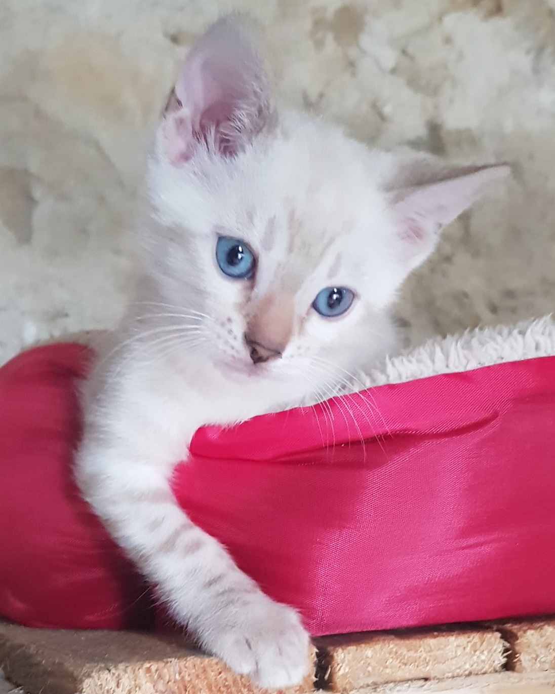 chaton bengal
