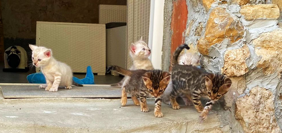 bengal