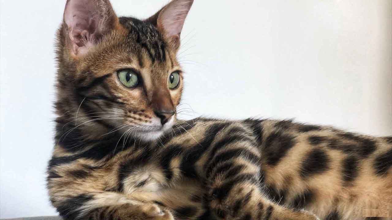 bengal10