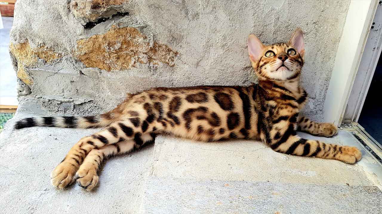 bengal2