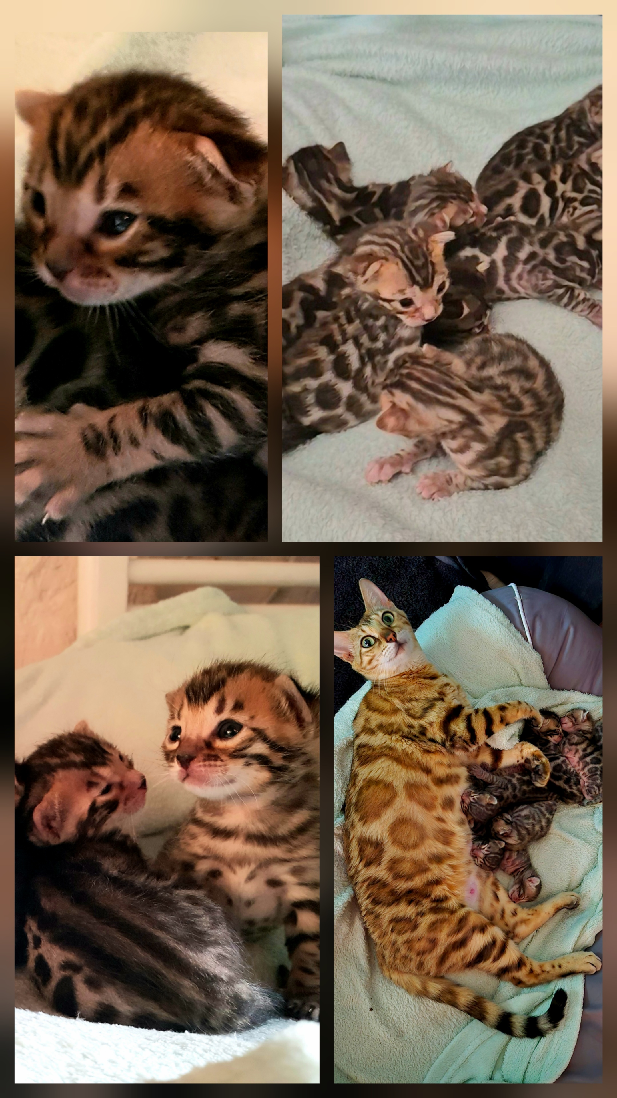 cats