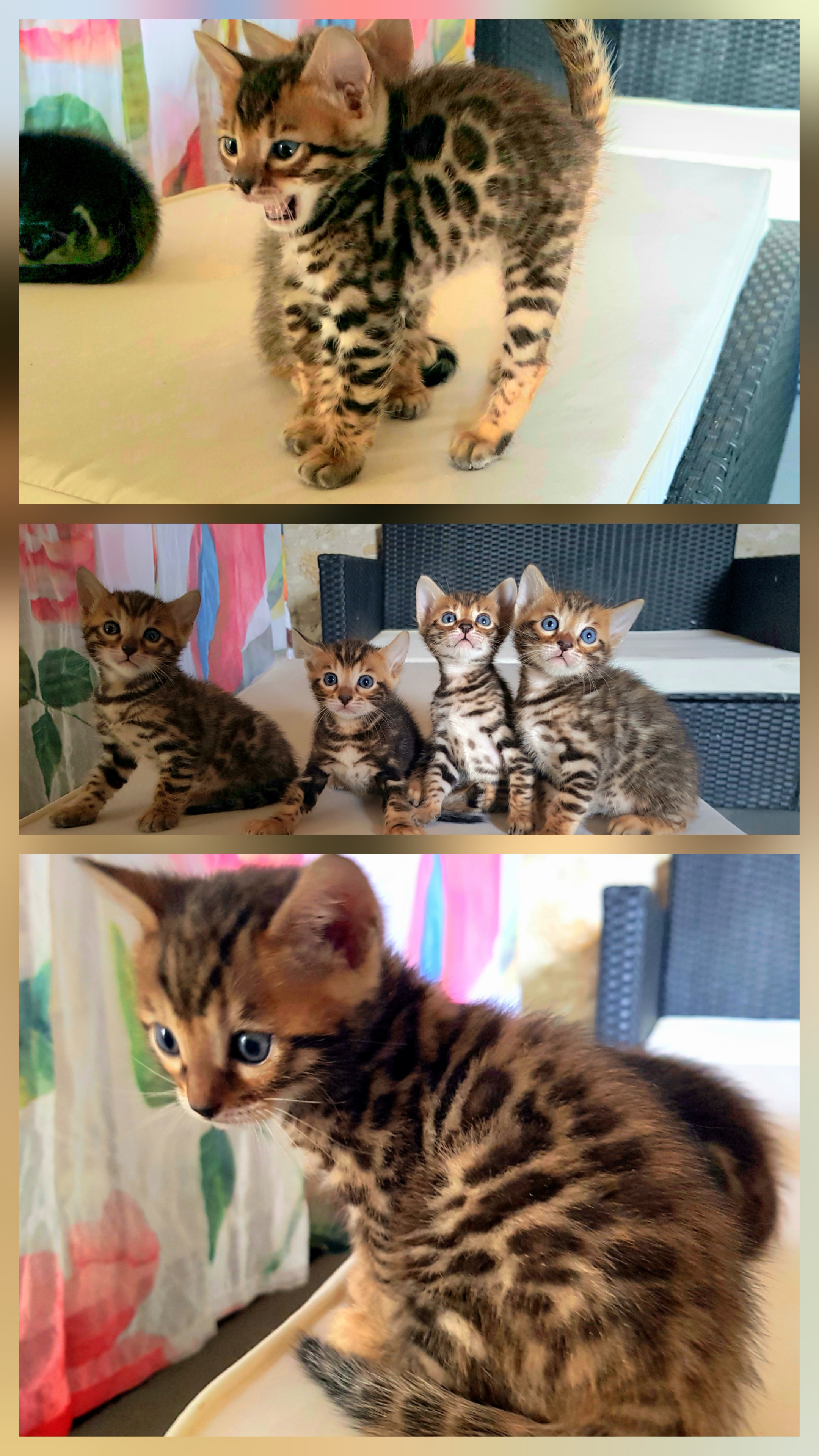 cats