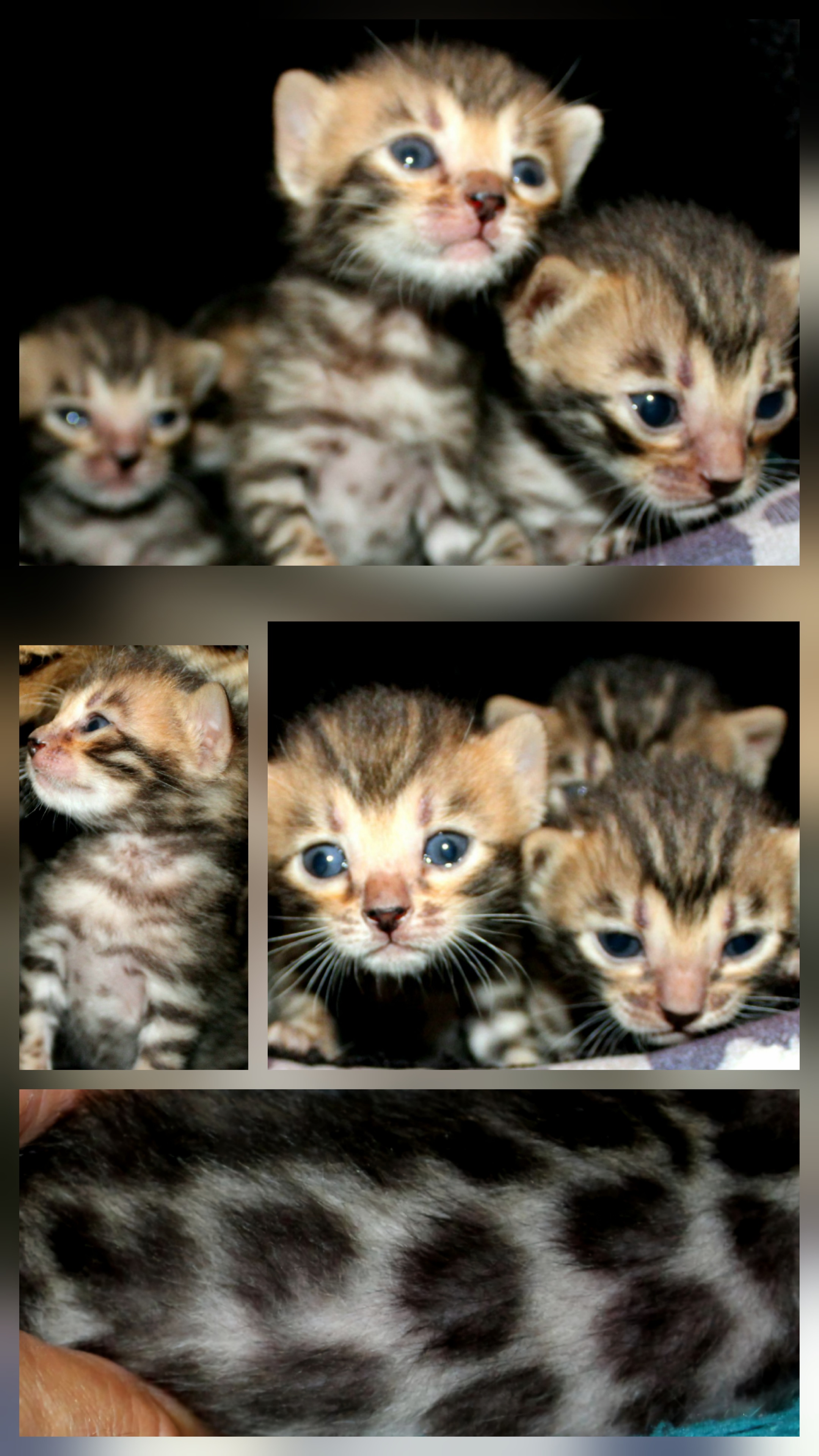 cats