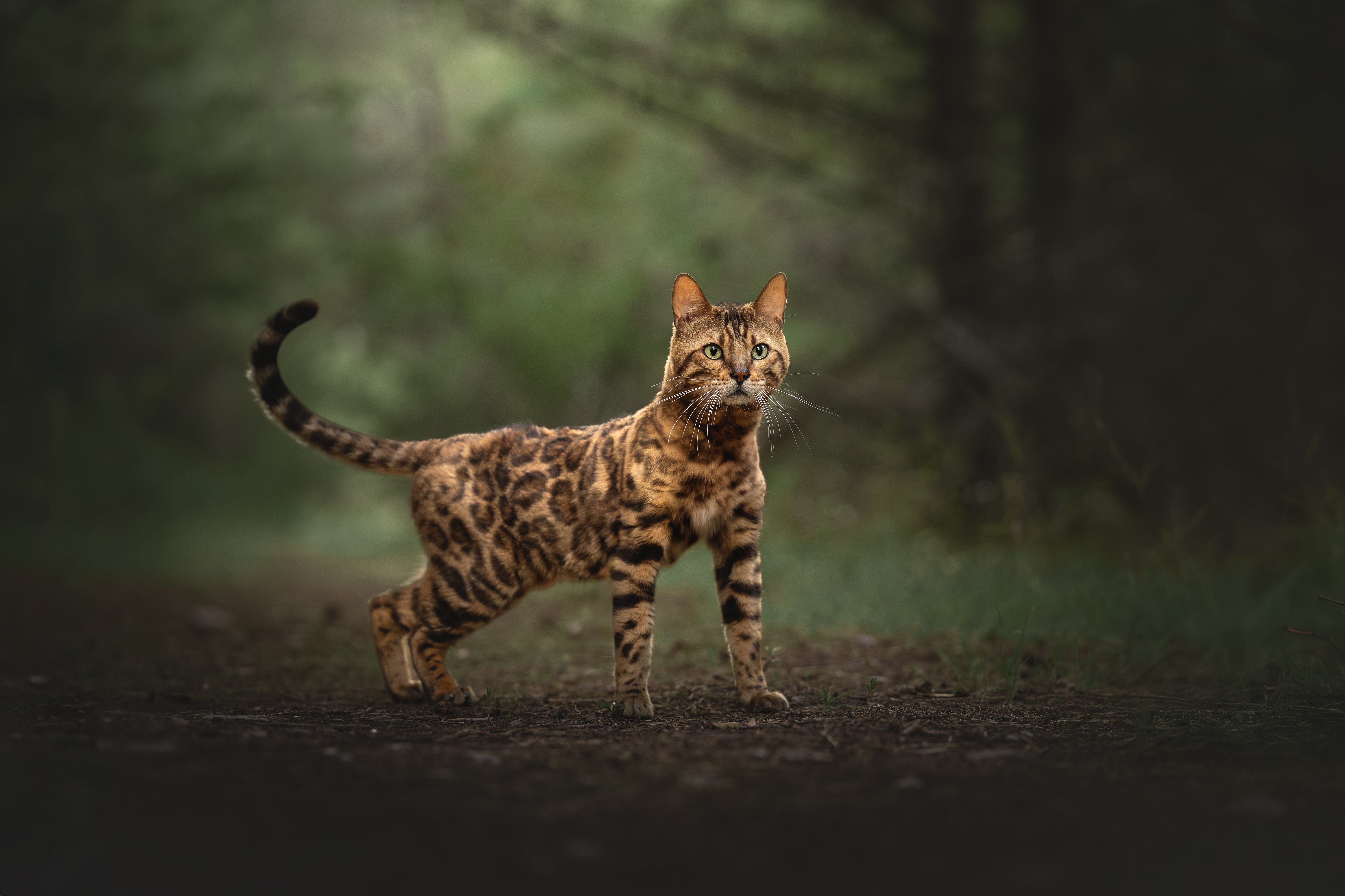 SULTAN