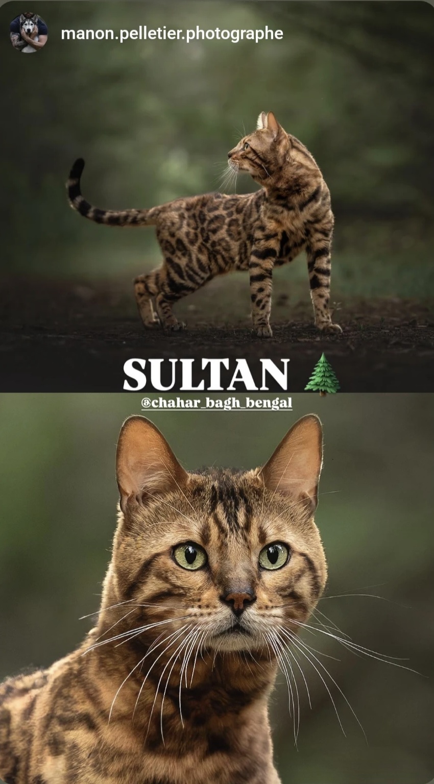 SULTAN