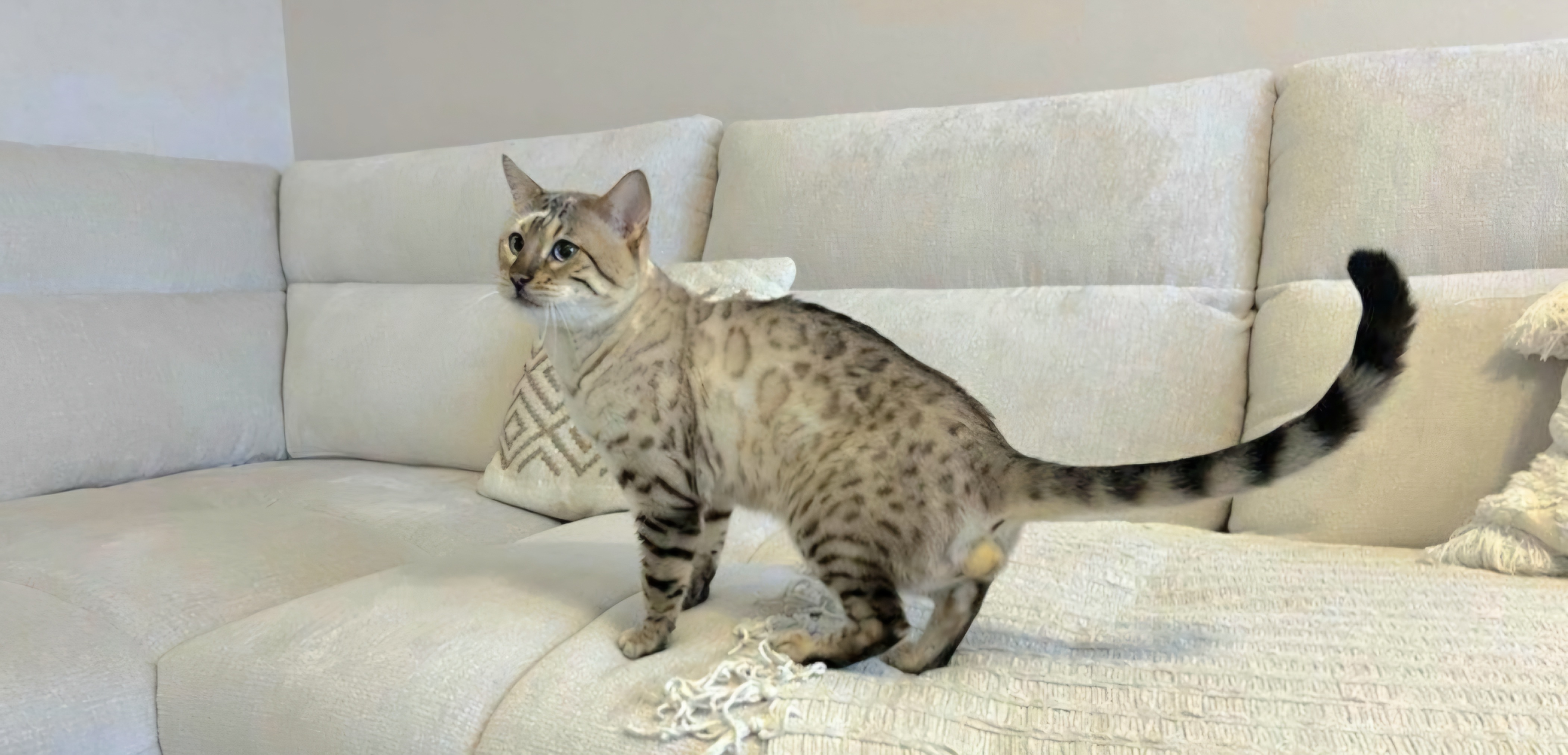 cats