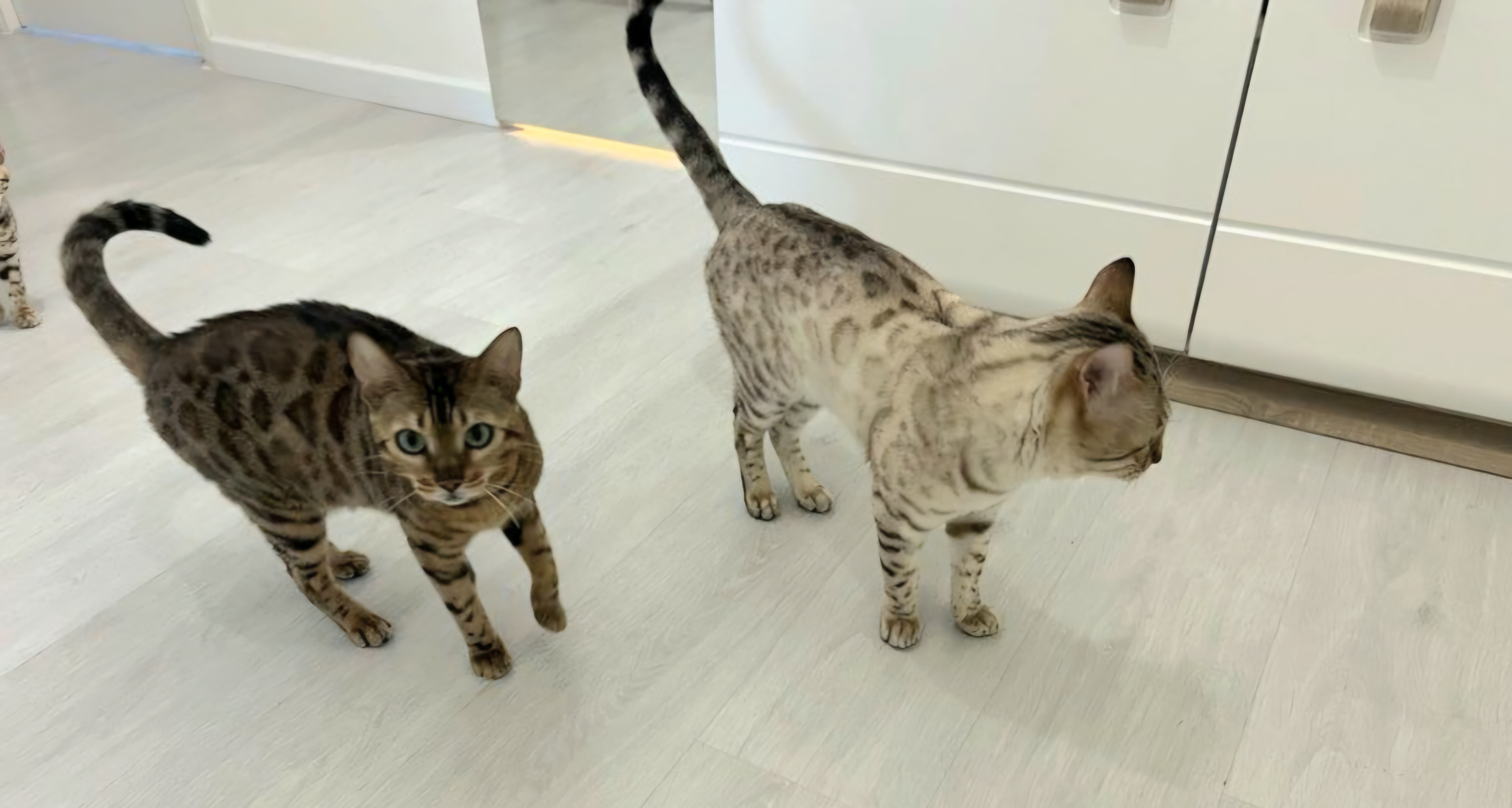 cats
