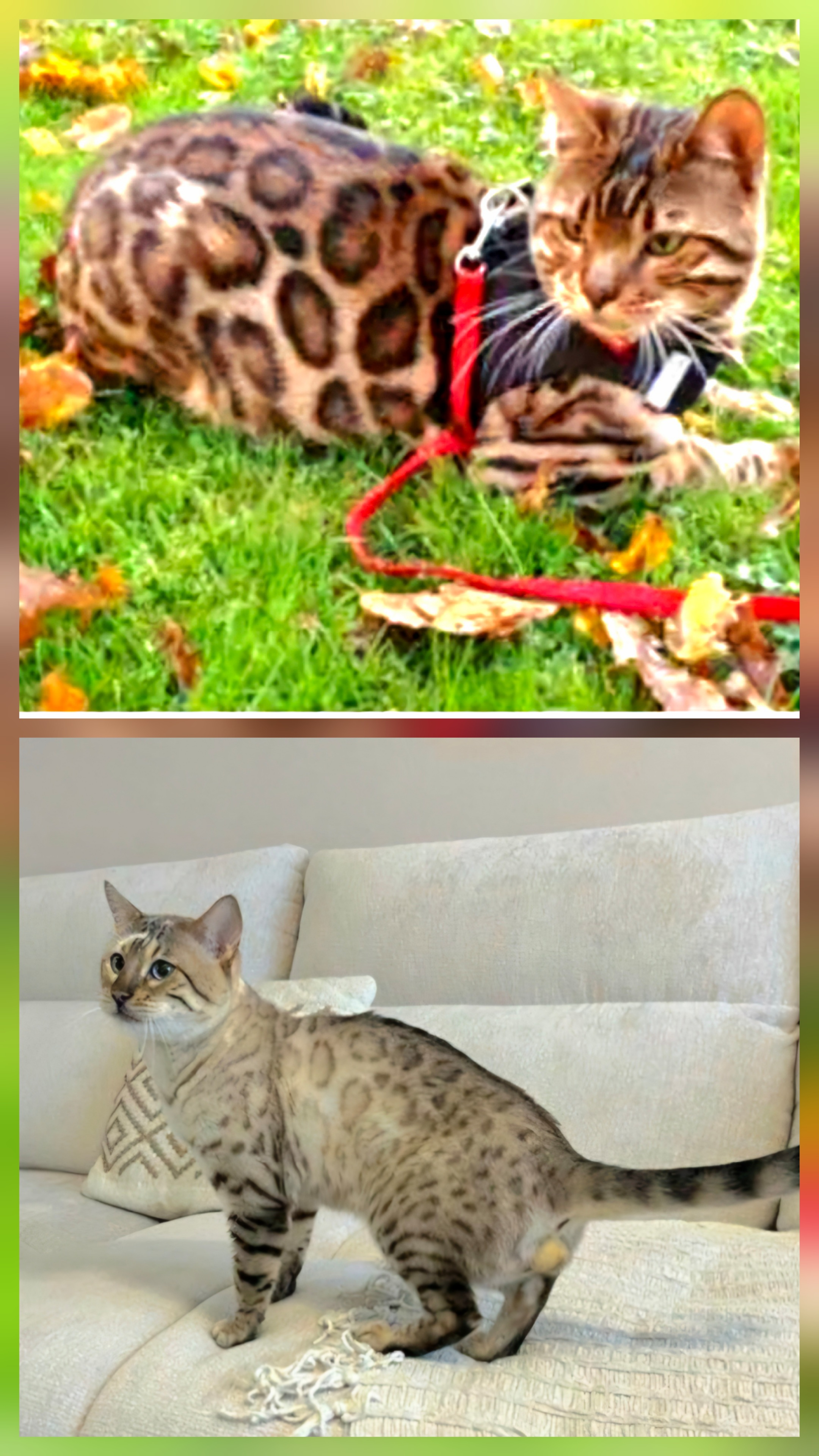 Bengal
