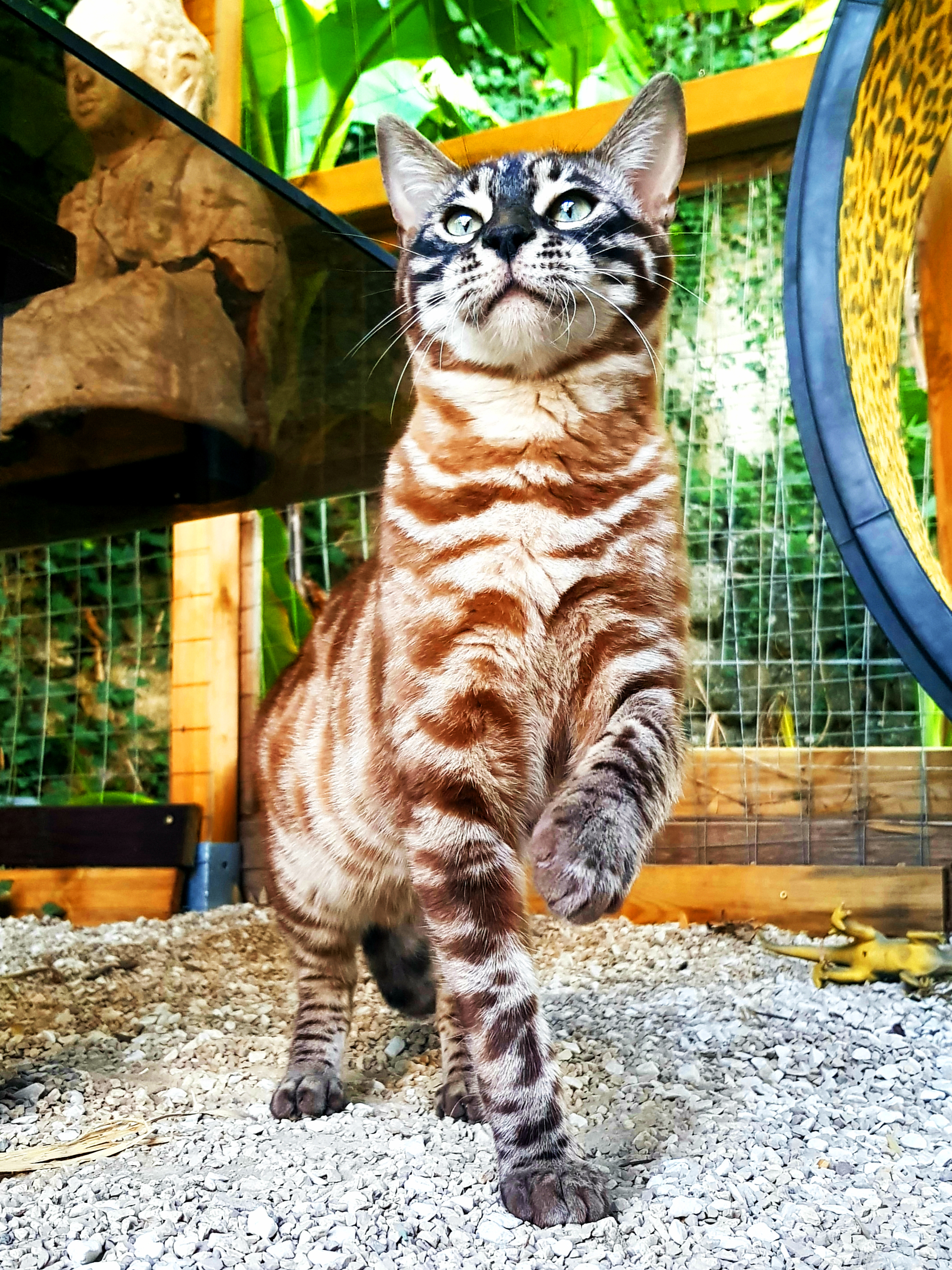 cats